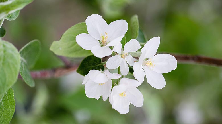 Apple Blossoms